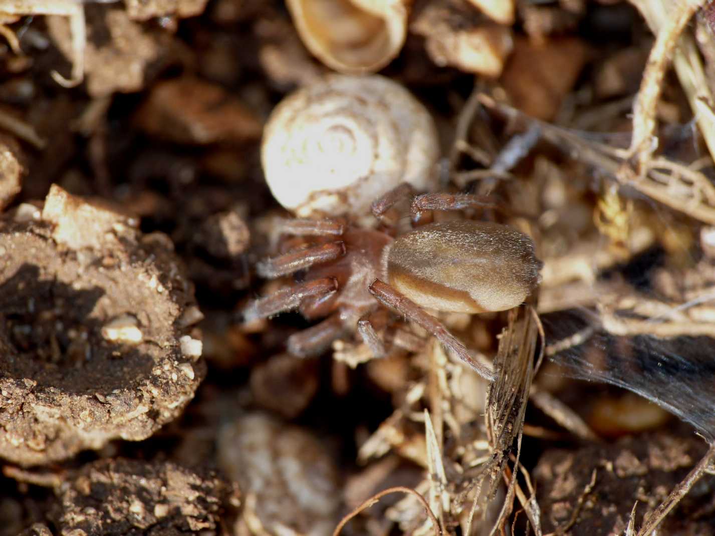 Gnaphosidae: probabile Haplodrassus sp.